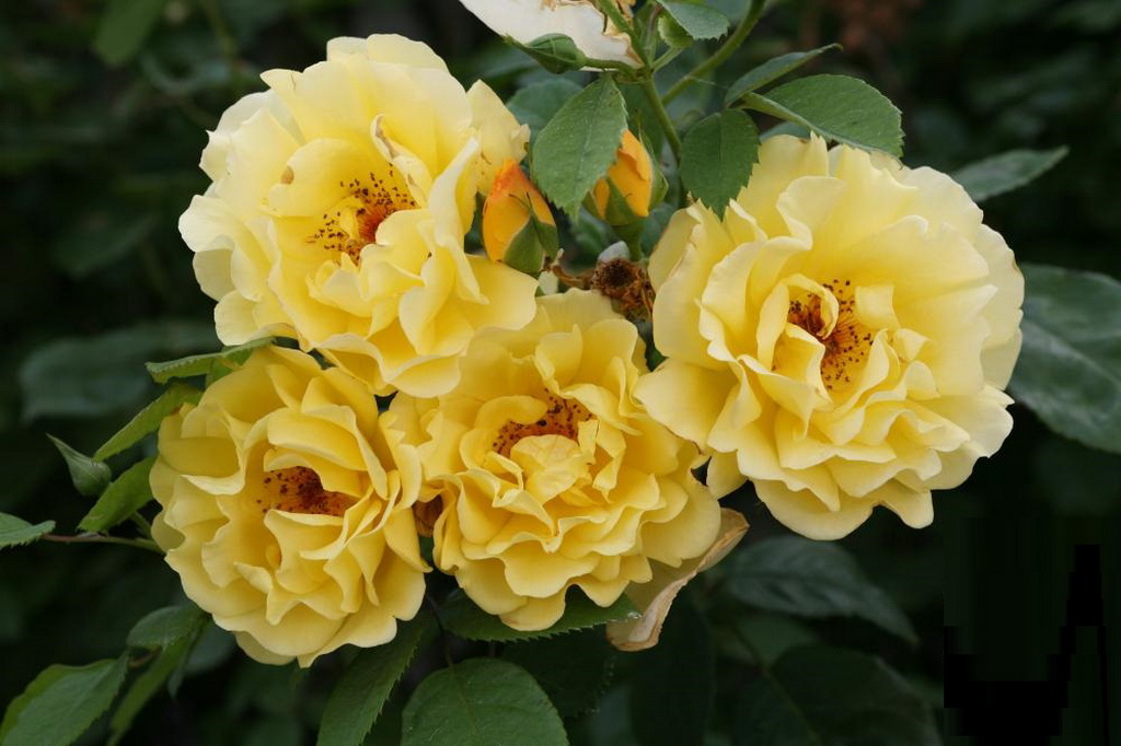 Роза плетистая Голден Гейт v5 Dem 