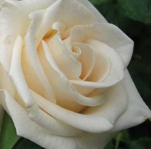 Роза флорибунда Ванила С3,5 ЦО 