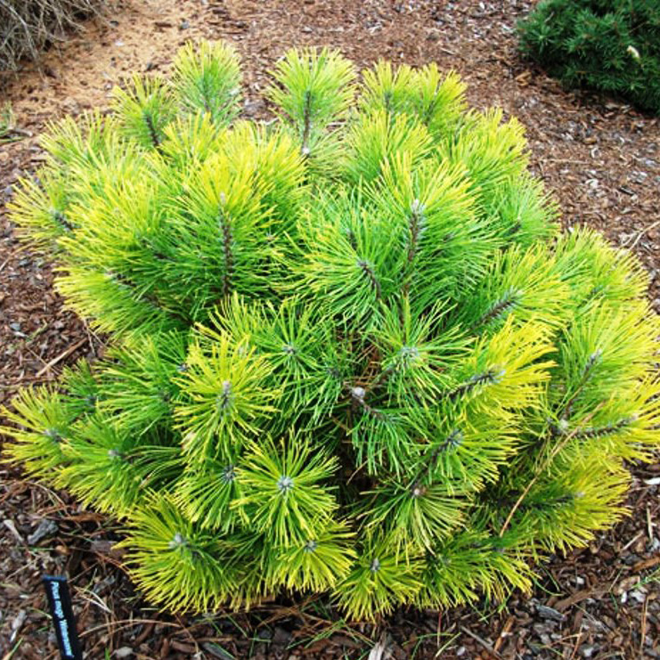 Сосна горная Винтерзонне v5 25-30 cm Mt 