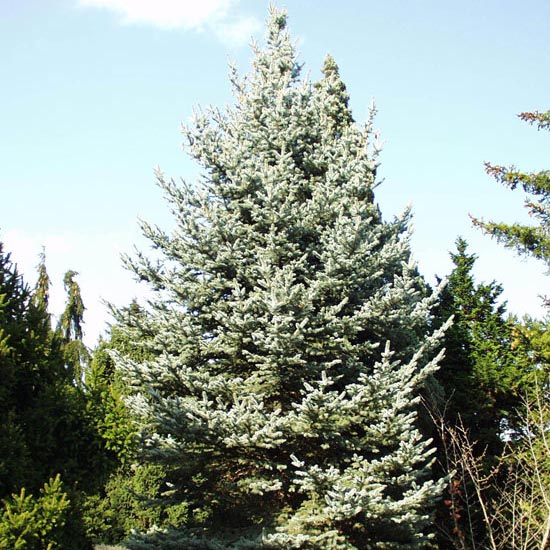 Растение ель колючая Изели фокстеил С12/80-100 