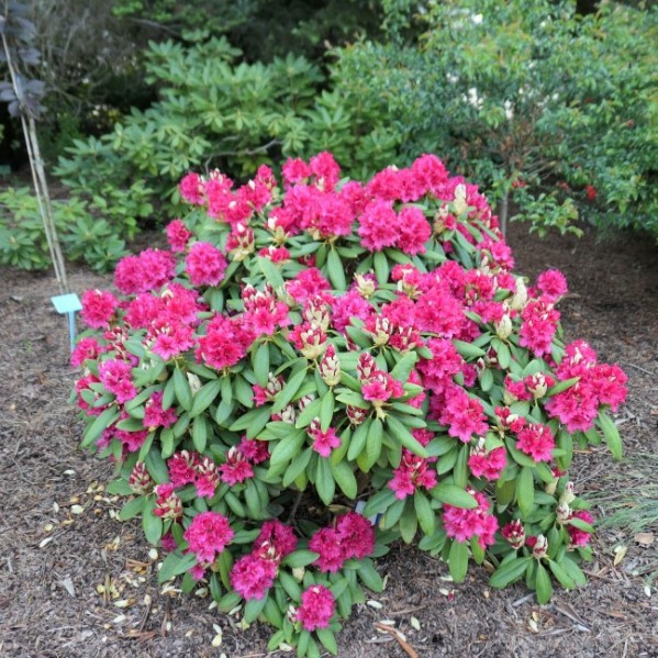 Рододендрон гибридный Неон Кисс c5 