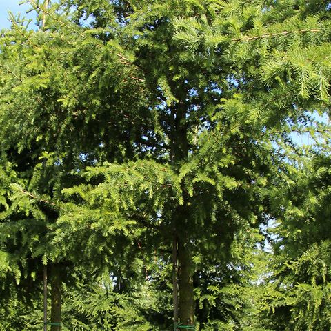 Лиственница кемпфера v5 h100-125 Tw 