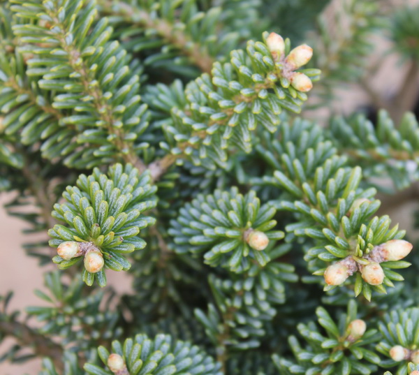 Растение пихта корейская Блю Имперор С7,5 BL 