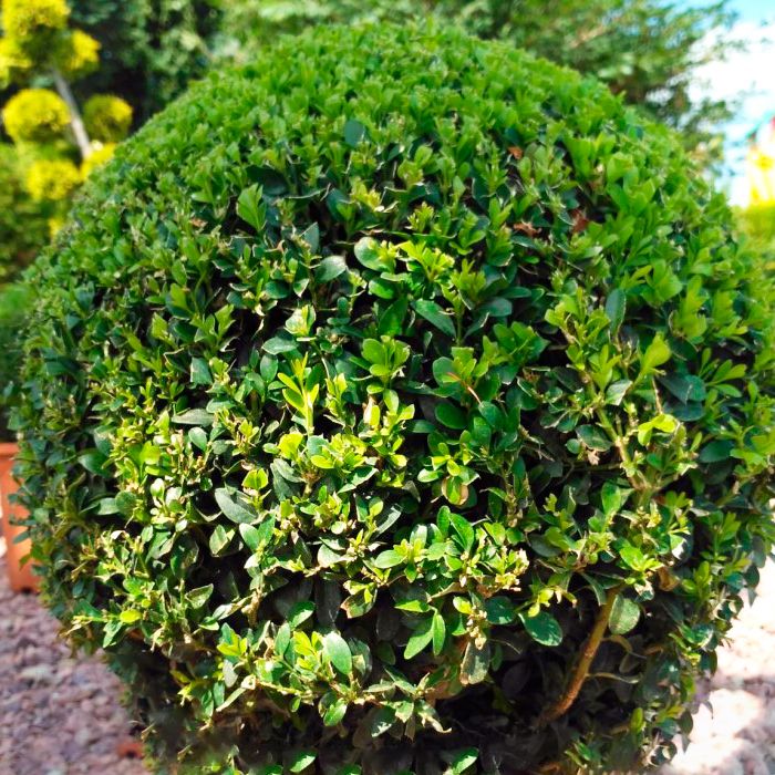 Самшит Фолкнер v7,5 h25-30 UL 