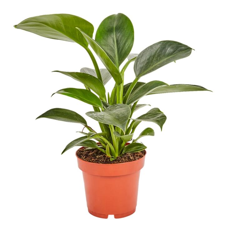 Филодендрон Грин принцесс d11 Tim 