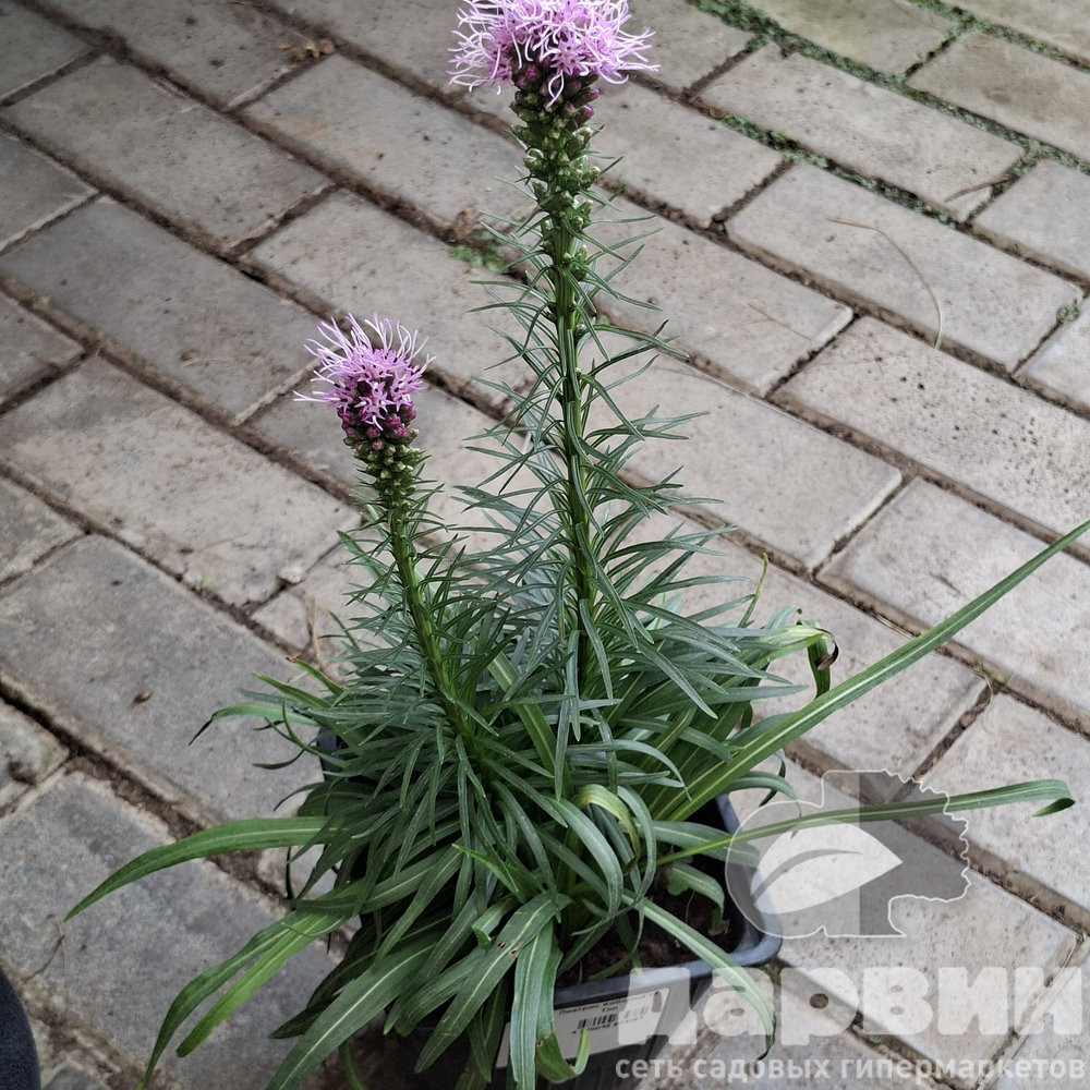 Лиатрис Кобольд v2 Tim 