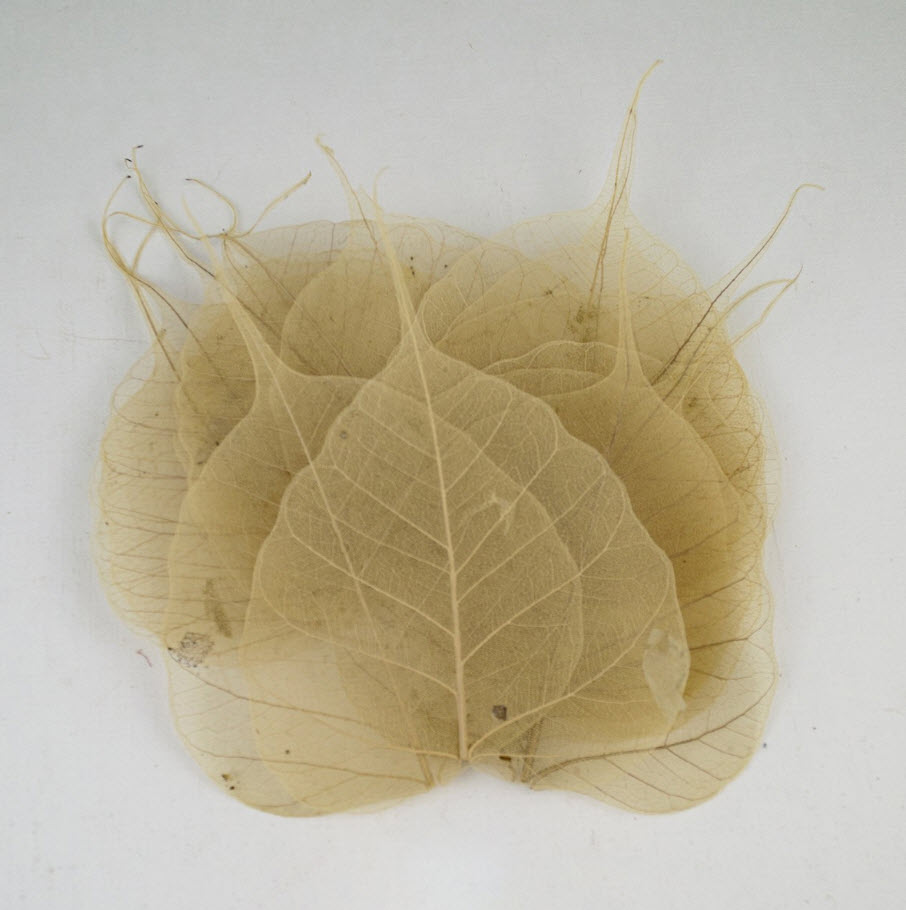 Сухоцветы Листья скелетированные набор 50шт, натуральный по цене 