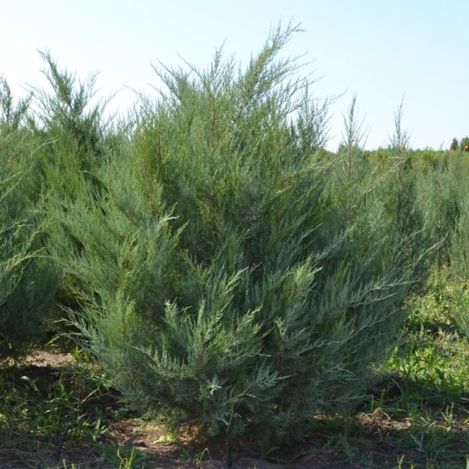 Можжевельник виргинский Бурки C10/15 120-140 Bor 
