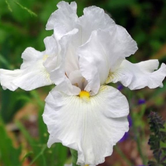 Ирис германский Вайт Кнайт v2 Tim 