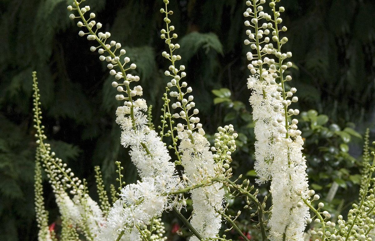 Клопогон кистевидный v2 Tim 