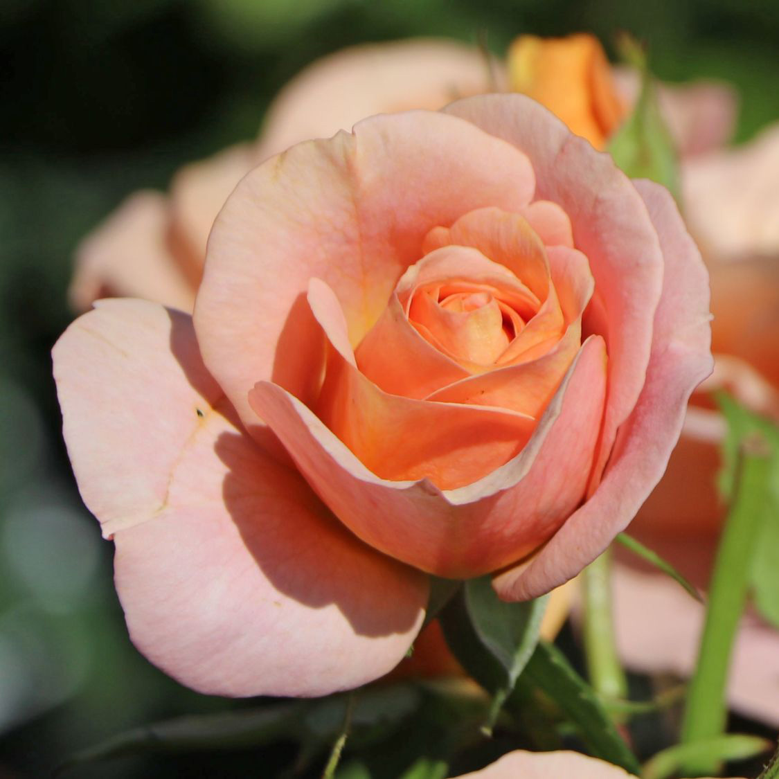 Роза флорибунда Бенгали v5 Dem 