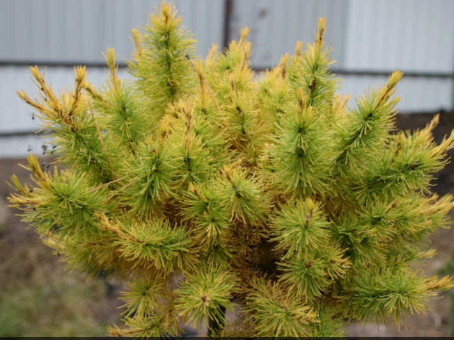 Лиственница сибирская Эквилибр штамб 105 см v5 