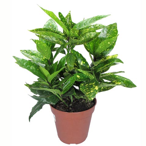 Аукуба японская v2 Lav 