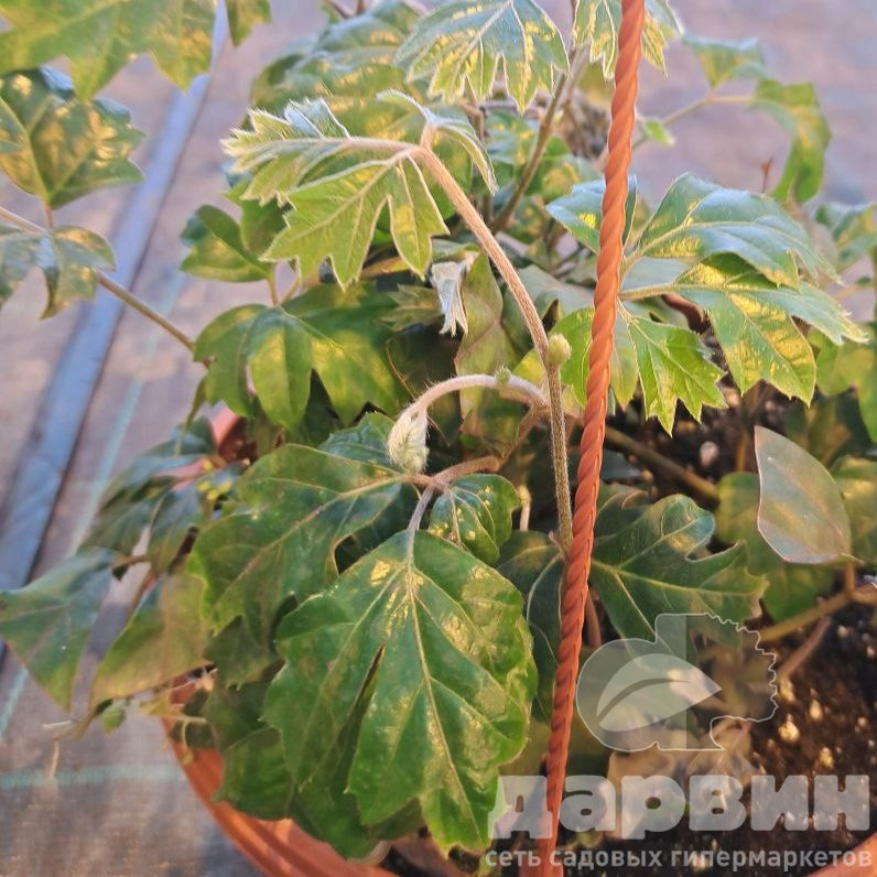 Циссус ромболистный Элен Даника d11 Tim 