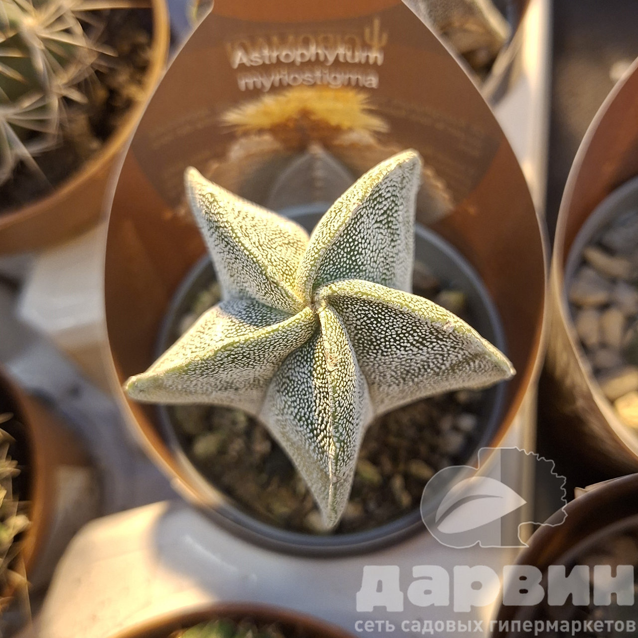 Астрофитум Мириостигма d7 h8 