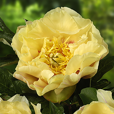 Кореневище Пион ИТО-гибрид Прейри Чарм 1шт Поиск 