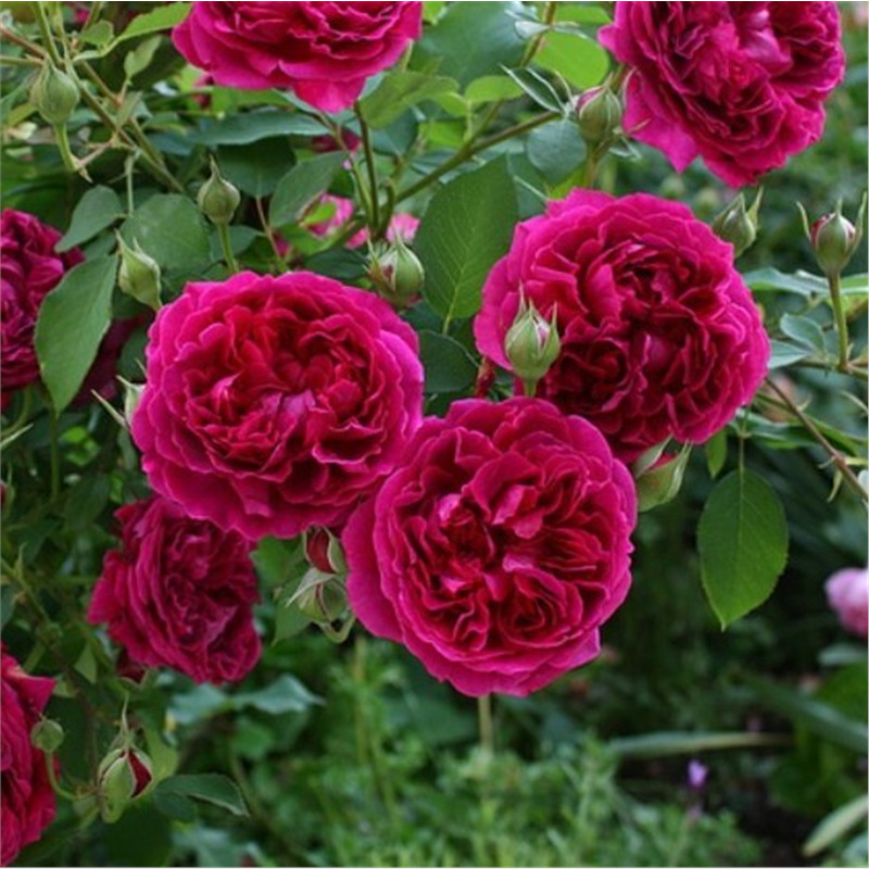 Роза чайно гибридная Уильям Шекспир  в коробке AV 