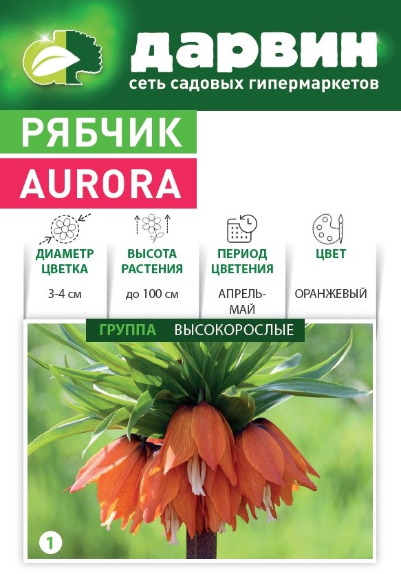 Луковица НВМ Рябчик крупноцветковый 20/22 1шт 