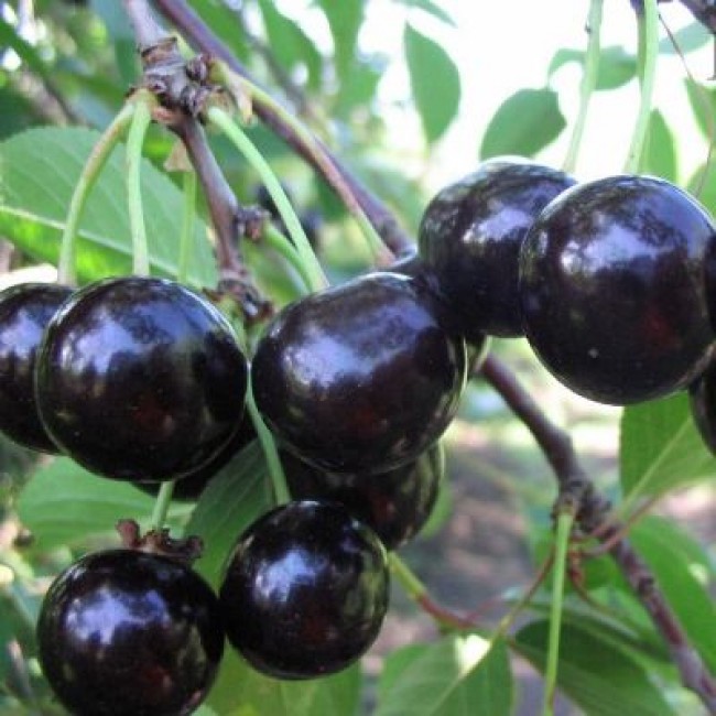 Вишня Черная Крупная ранн v7 100-140 Lav 