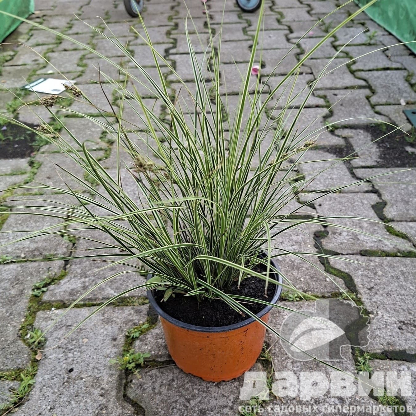 Осока морроу Вариегата v2 Lav 