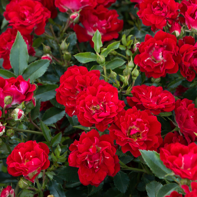 Роза почвопокровная Ред Дрифт v5 Sav 