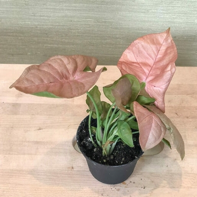 Сингониум Неон Робуста d11 Tim 