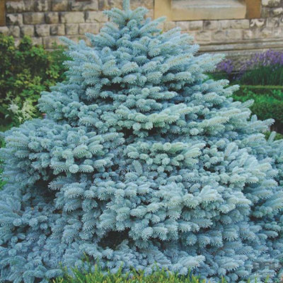 Ель колючая Globosa c60 125-150 Lt по цене  Ель колючая Globosa c60 125-150 Lt