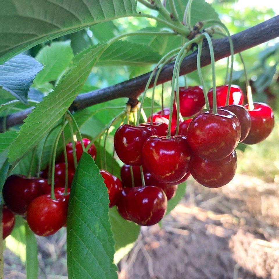 Черешня Отрадная v7 100-140 Lav 