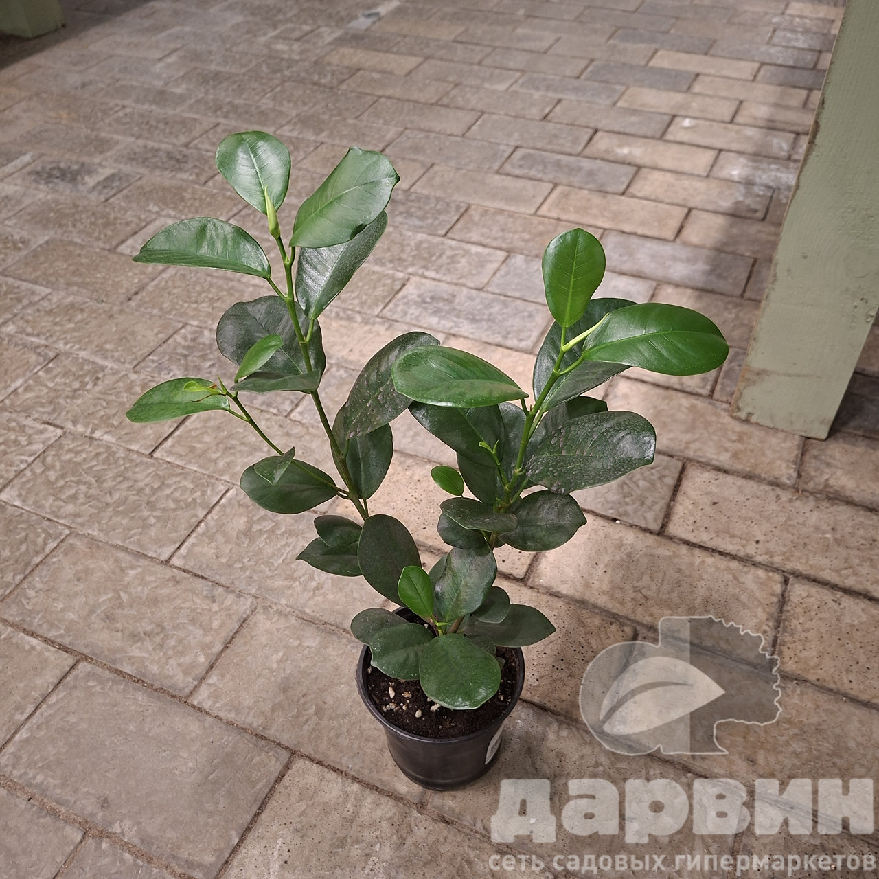 Фикус микрокарпа Моклейм д12 х35 (2) WM