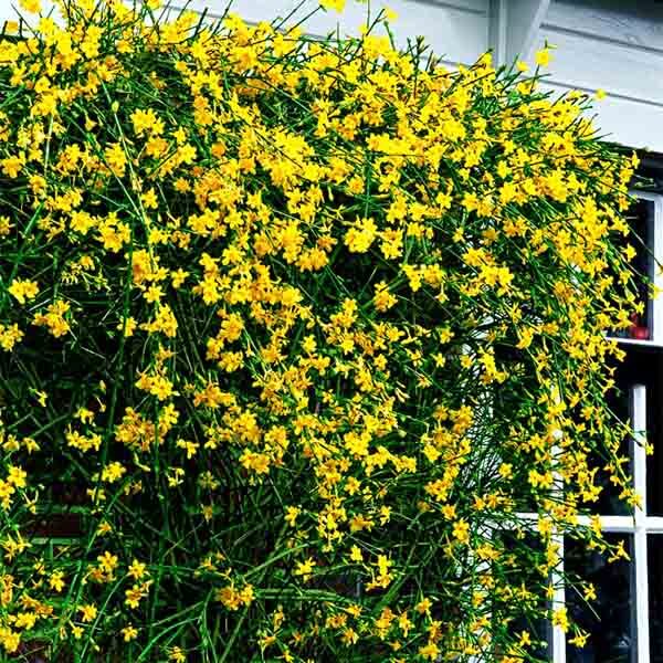 Жасмин голоцветковый v2 Lav 