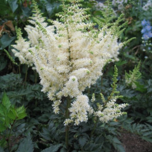 Астильба Вижион ин вайт v2 Tim 