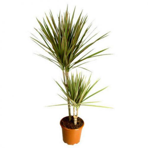 Драцена маргината d17 h75 