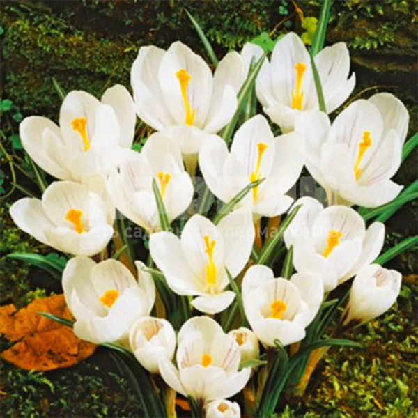 Основное изображение