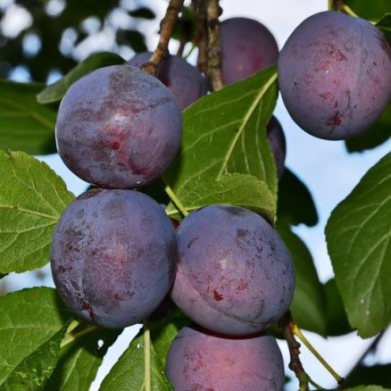 Слива Ренклод тамбовский v7 100-140 Tim 