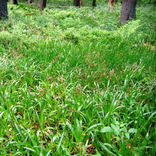 Ожика лесная Р9 