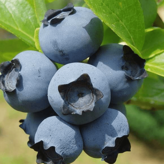 Голубика садовая Нортблю v7,5 