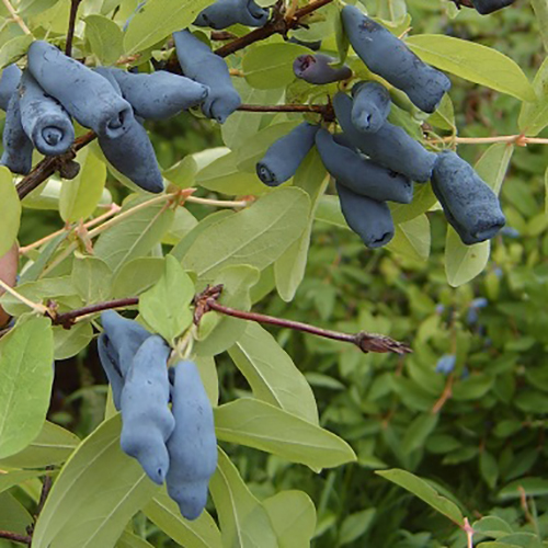 Жимолость Принцесс Диана Р9 Tim 