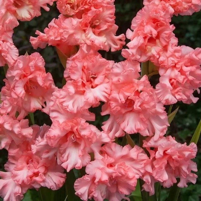 Луковица Гладиолус Рикс Фриззл 12/14  10шт 