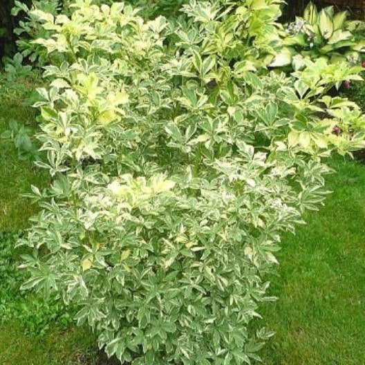 Элеутерокок Пестролистный v2 Lav 