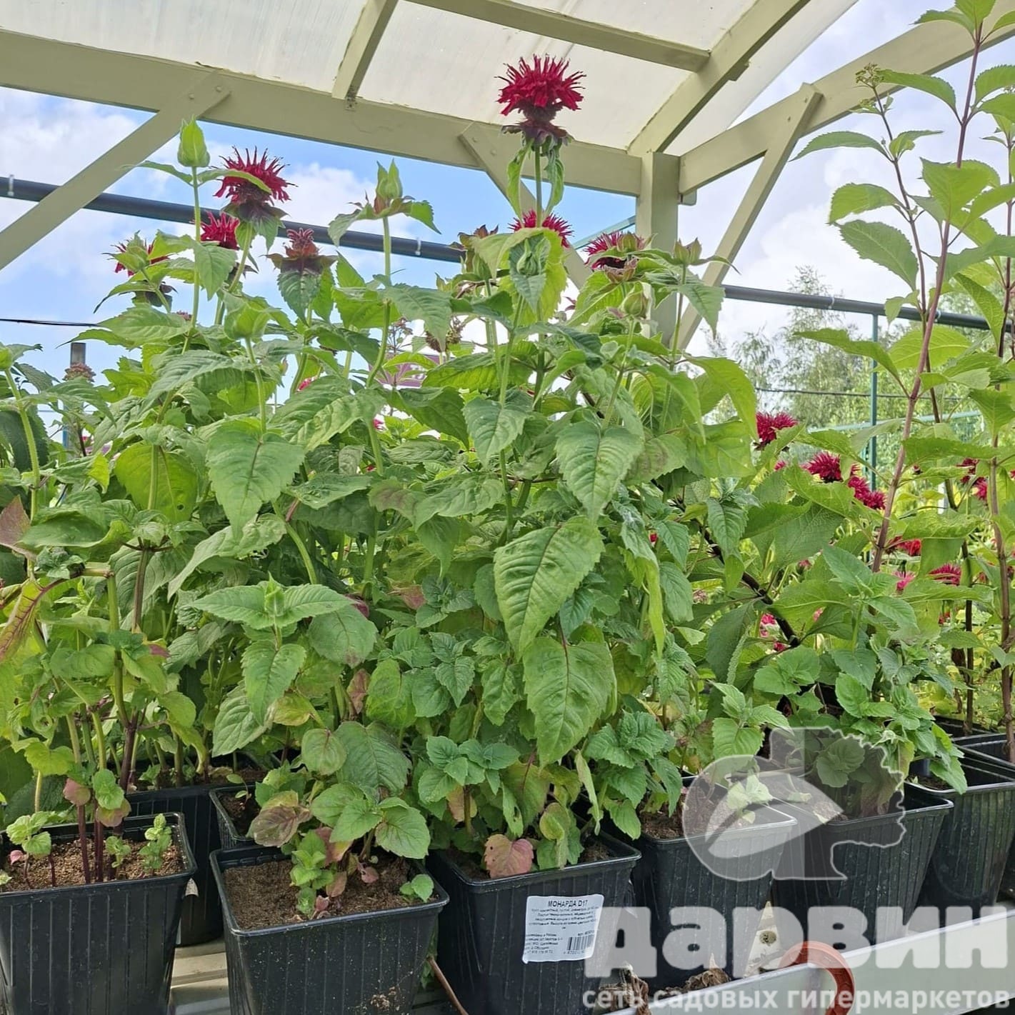 Монарда d17 bix 