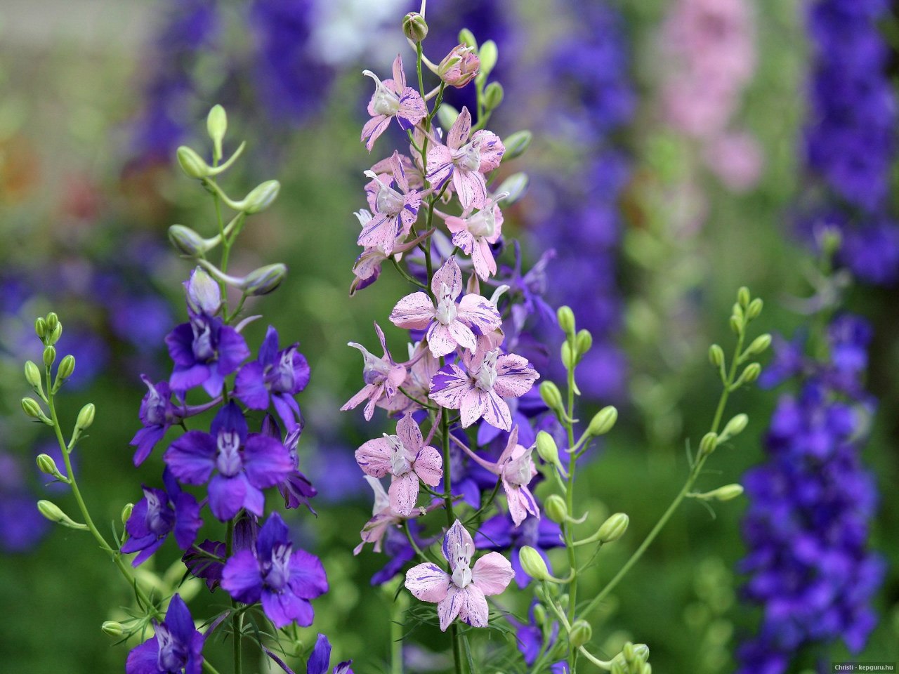 Дельфиниум p9 Push 