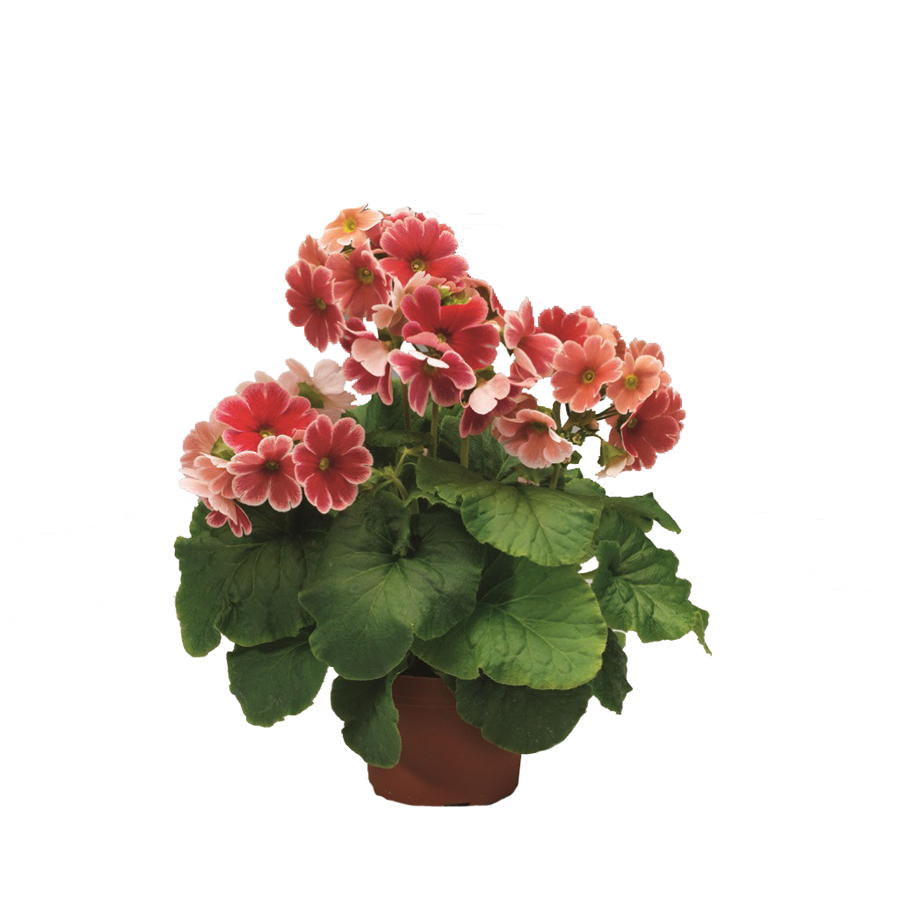 Примула в ассортименте d10 Tim 