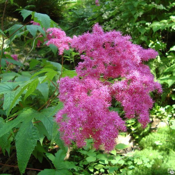 Лабазник пурпурный Элеганс v2 Tim 