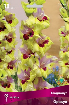 Гладиолус крупноцветковый Оракул 10/12 10шт Поиск 
