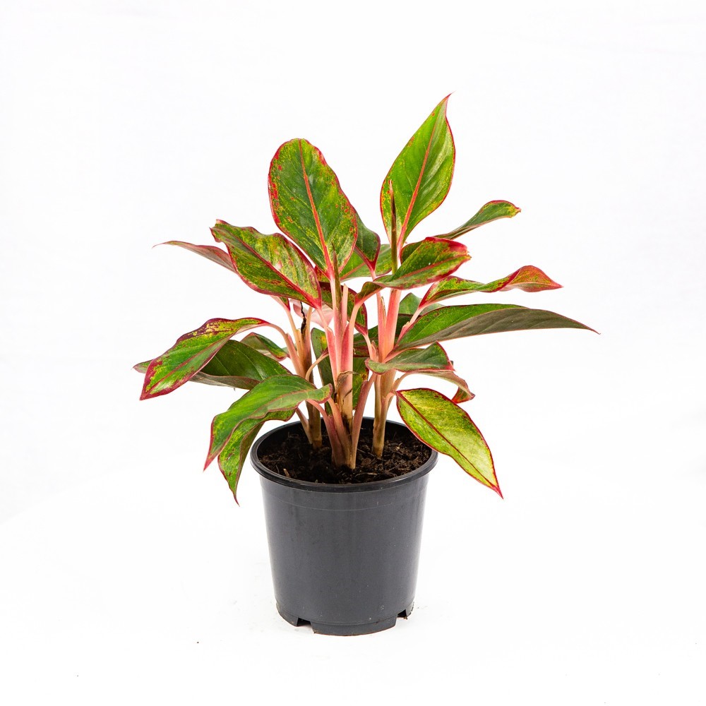 Аглаонема Сиам Ред Аврора d13 h30 