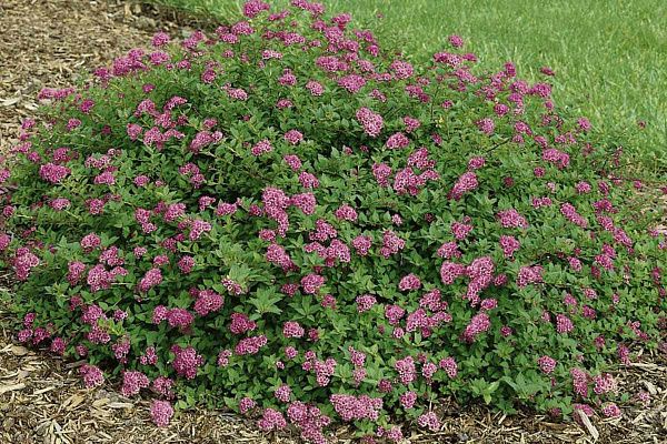 Василек "Нана"  Р9 