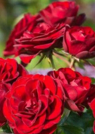 Роза  флорибунда Торнадо в коробке Биосфера 