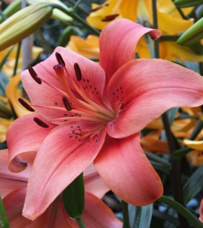 Луковица Лилия видовая Перл Лорейн 14/16 1шт. Поиск 