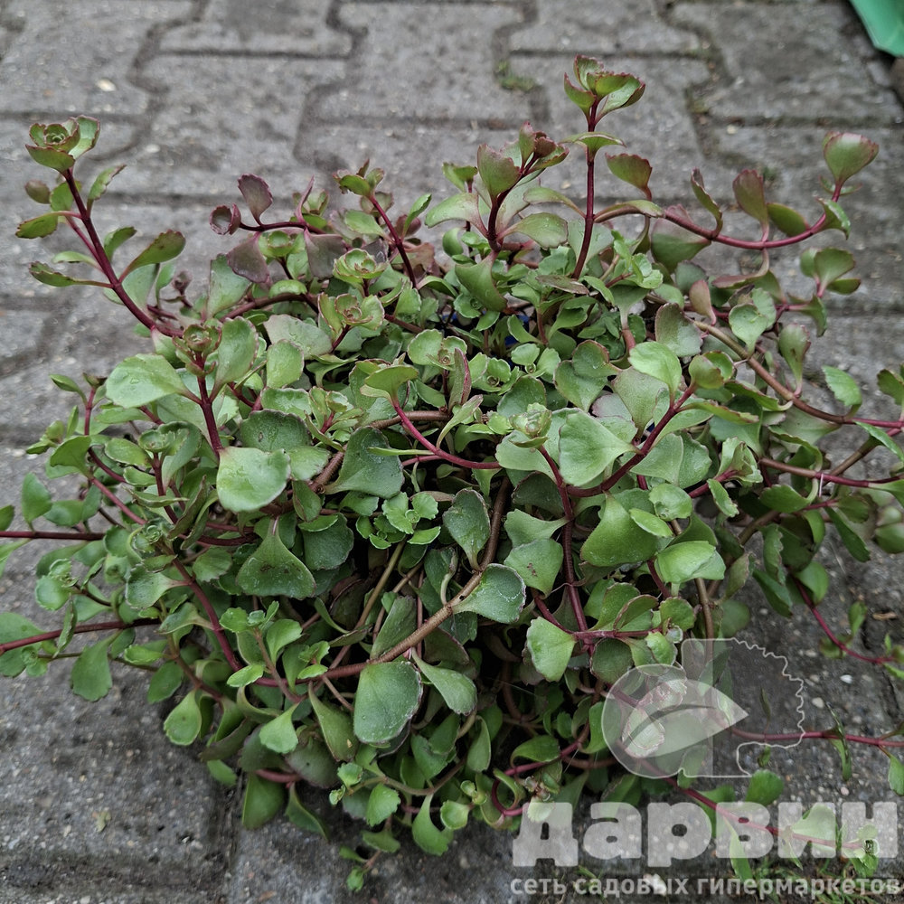 Седум Драгонс Блад d12 ХР 