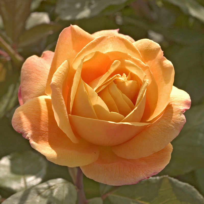 Роза чайно-гибридная Ориенталия v7 Tim 